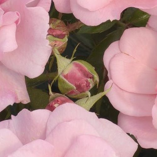 Rosa Esther Queen of Persia™ - ružová - Stromková ruža s klasickými kvetmistromková ruža s kríkovitou tvarou koruny